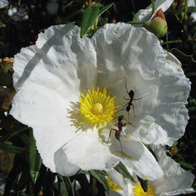 flor